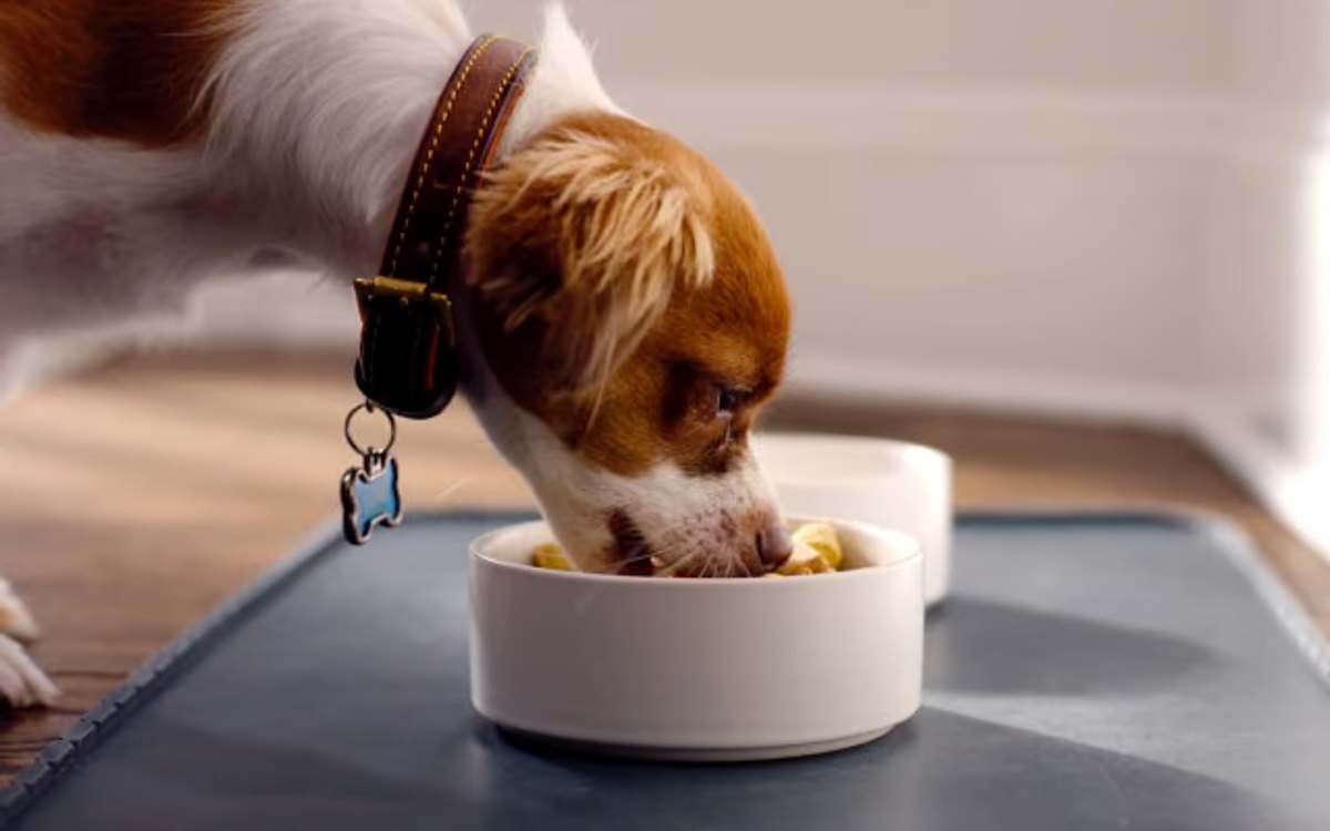 Spot & Tango